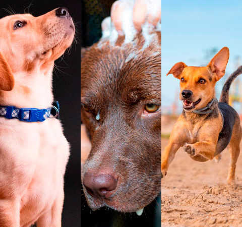 Além do carinho e amor: saiba como manter a saúde do seu pet