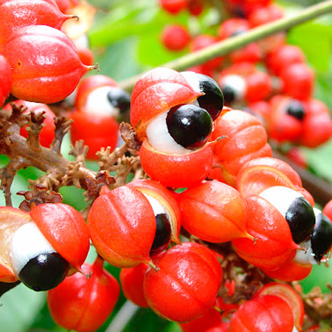 O guaraná, por sua vez, também de origem amazônica, conquistou a 41ª posição da lista, com uma nota de 4,2 estrelas. - Divulgação/FAPEAM