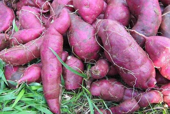 Nutritiva e versátil, batata-doce surpreende ao render até suco