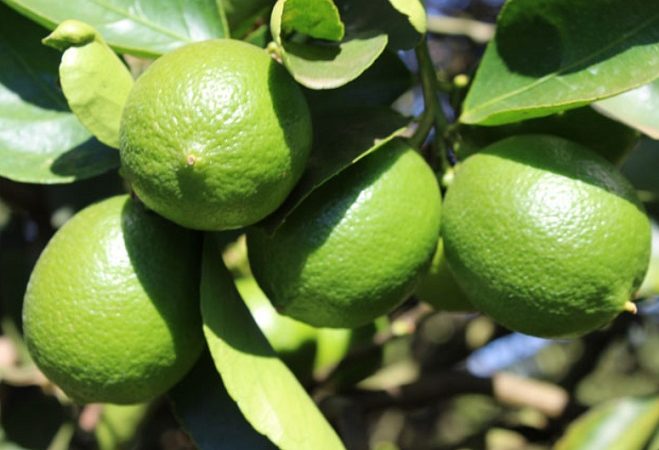 Limão: Versátil na culinária e com ‘mil’ benefícios para a saúde