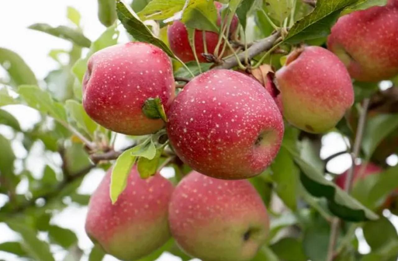 No Brasil, a produção se concentra principalmente no Sul, com destaque para Gala e Fuji. Ricas em fibras e compostos antioxidantes, as maçãs podem ser consumidas ao natural ou utilizadas em diversas receitas.