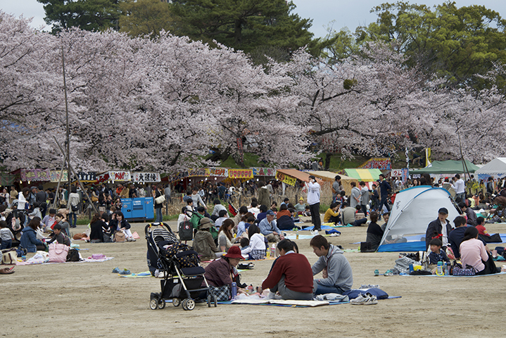 Hanami (Festival das Cerejeiras) - Hanami significa "observar as flores". A época de floração depende da região (março a maio). As pessoas se reúnem para admirar as famosas "sakuras" (cerejeiras) e fazem piquenique sob as árvores. Um momento especial também para os turistas. -Marcelo Hide/Fotospublicas