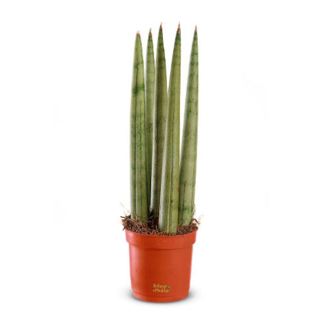 Plantas em casa