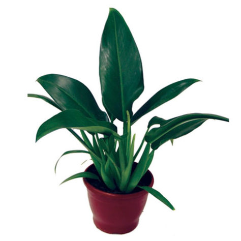 Plantas em casa