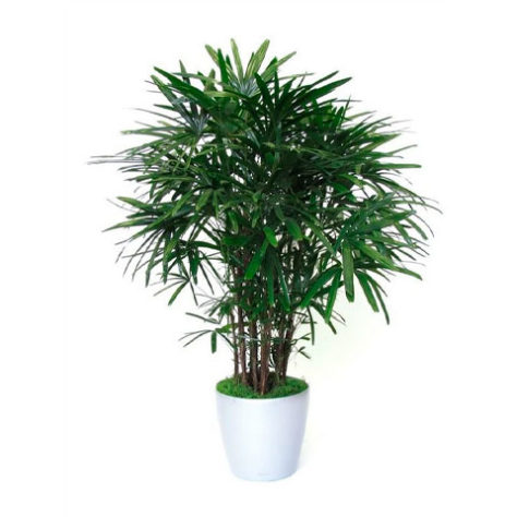 Plantas em casa