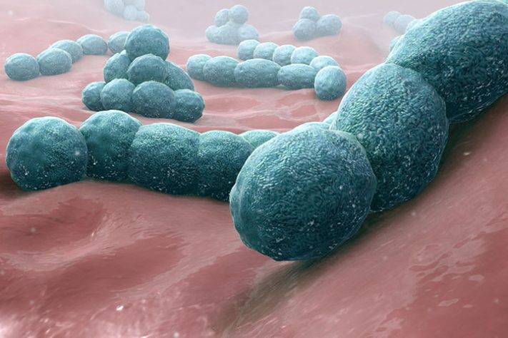 Bactéria K. pneumoniae - Wikipedia Commons/www.scientificanimations.com