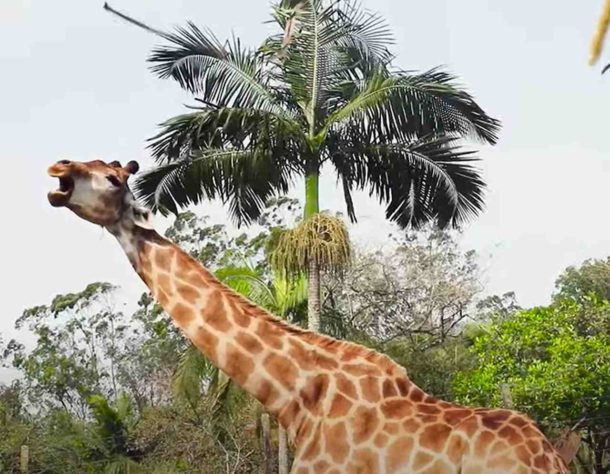 Animais extremos 