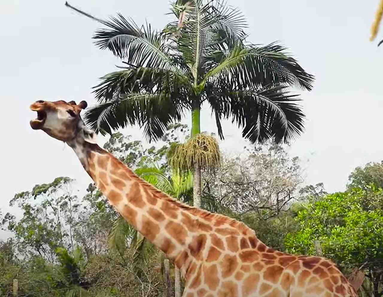 Mais alto: Girafa - Em geral, os machos atingem 5,5 metros e as fêmeas ficam com 4,5 metros. Mas a espécie pode chegar a 6 metros de altura. 