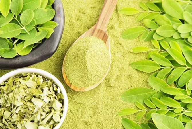 Moringa oleifera: seus benefícios e a proibição da Anvisa no Brasil
