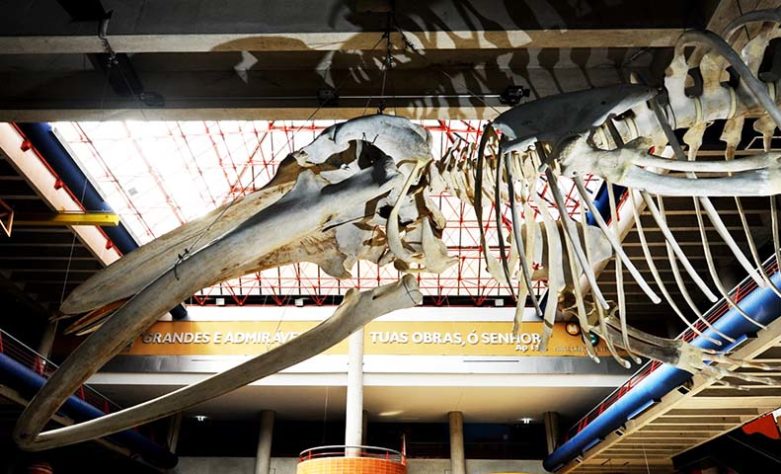Museu de Ciências e Tecnologia da PUCRS - Museus Para Visitar no Brasil