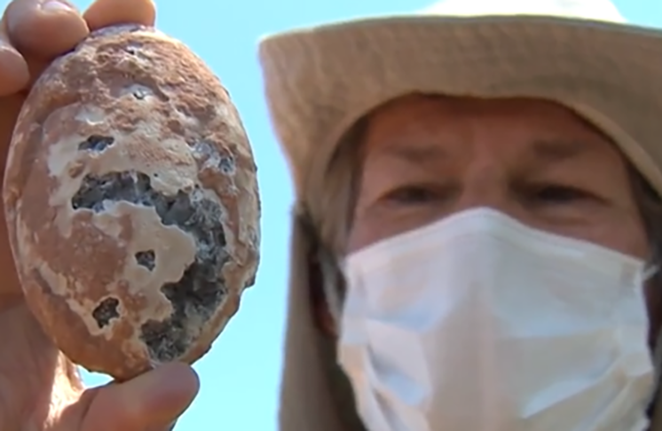 Segundo especialistas, esses fósseis são peças-chave para entender os ecossistemas do passado.