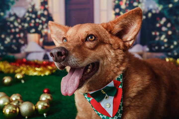 A maneira como os cachorros nos enxergam é bem diferente da nossa. Isso porque quando eles estão olhando a paisagem, nós, ou qualquer imagem, os cães enxergam as cores em uma escala de azul e amarelo.
