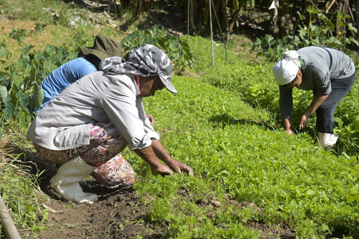 Áreas agrícolas atingidas em Mariana apostam em diversificar produção Tomaz Silva Agência Brasil