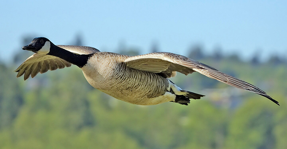 O pouso de emergência foi feito porque o voo US Airways 1549 sofreu uma colisão com gansos canadenses, espécie comum na região (foto). Eram 15h27 quando aves bateram no avião e foram sugadas pelos motores, que perderam potência. -Alan D. Wilson wikimedia commons 