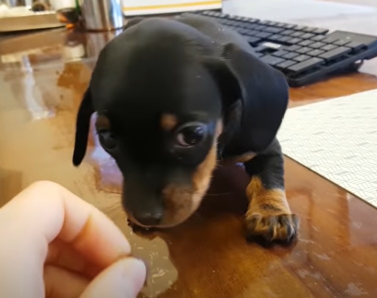 Os filhotinhos de cachorros são super fofos, mas é importante os donos saberem que caso o pet tenha crias, elas estarão nos primeiros dias sem enxergar ou ouvir os sons do dia a dia. 