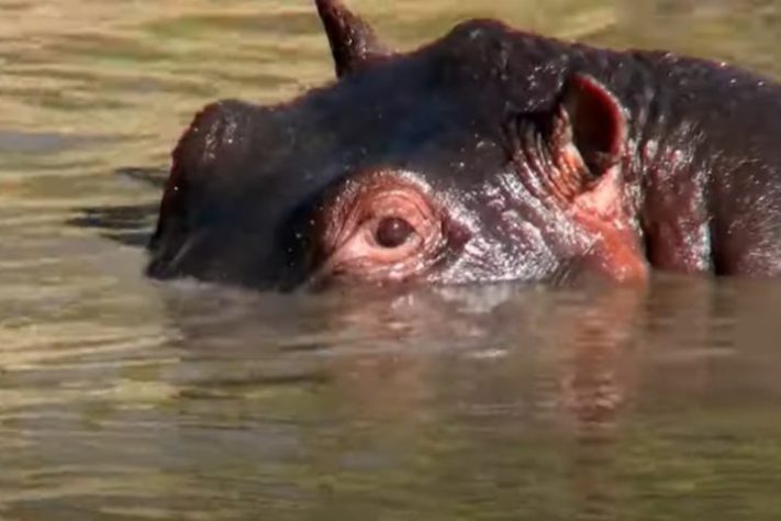 Hipopótamo - Reprodução Youtube/Animal Videos