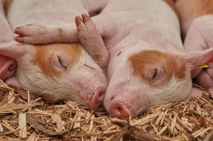 Cidade do Paraná faz estrume de porco virar energia elétrica
