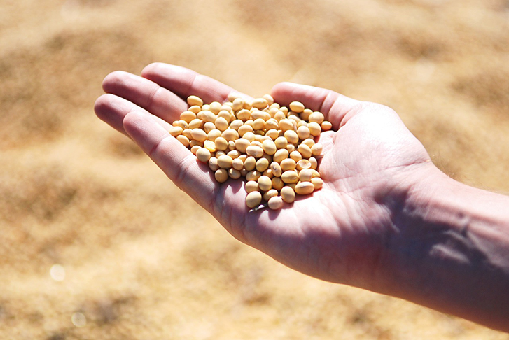 Conab projeta recorde de área cultivada e produção para Safra 2024/25