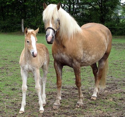 incríveis raças de cavalo 