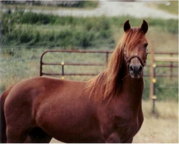 incríveis raças de cavalo 