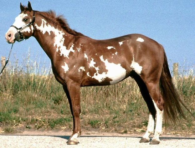 incríveis raças de cavalo 