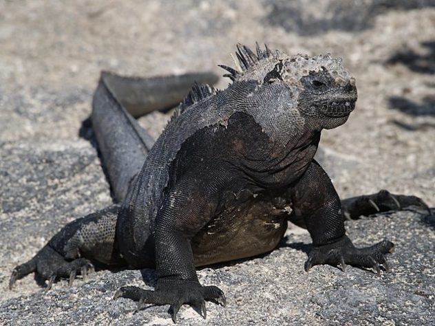 Galápagos 