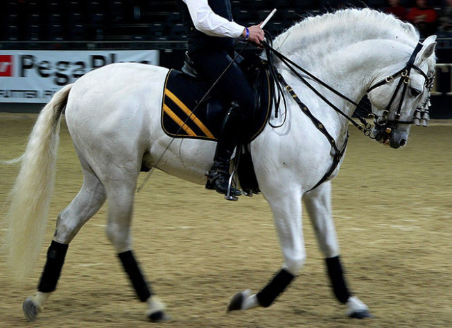 incríveis raças de cavalo 