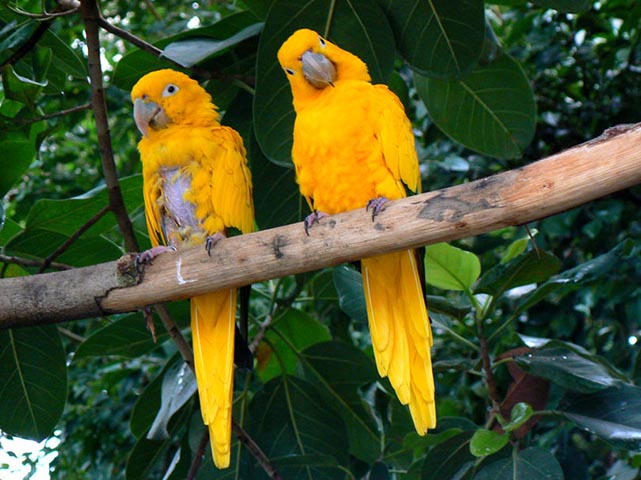 Ararajuba - Ave verde e amarela que só existe na Amazônia e entrou na lista das ameaçadas de extinção em 2016.  -  ICMBio