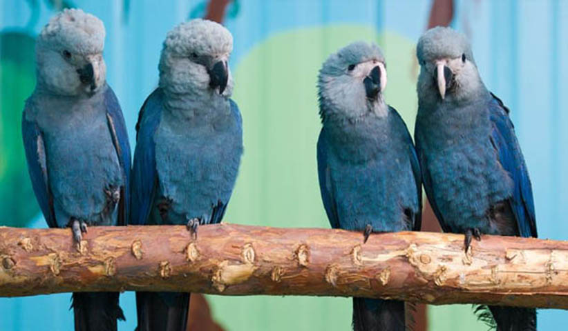 Ararinha Azul - Espécie endêmica do norte da Bahia, sofreu com a caça e com o corte indiscriminado de árvores da caatinga e chegou a ser considerada extinta em 2020. Mas em junho de 2022  oito aves dessa espécie foram trazidas da Alemanha para reintrodução no Brasil.  - Divulgação ACTP ICMBio