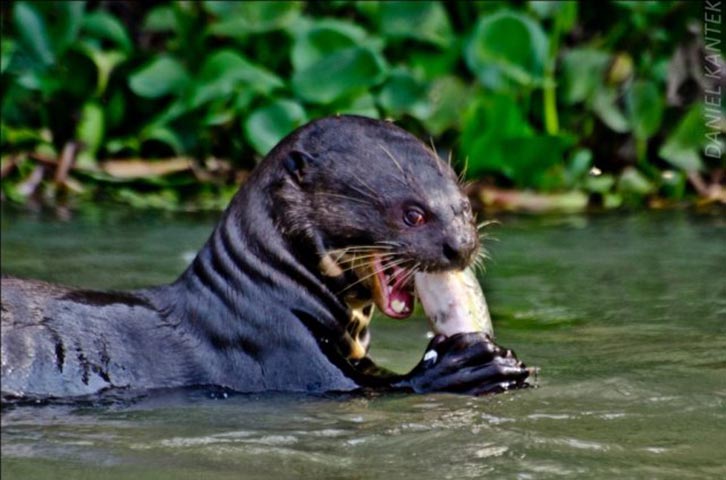 Ariranha - Mamífero do Pantanal, também é conhecida como lontra gigante e é caçada para obtenção da pele aveludada.  -  ICMBio