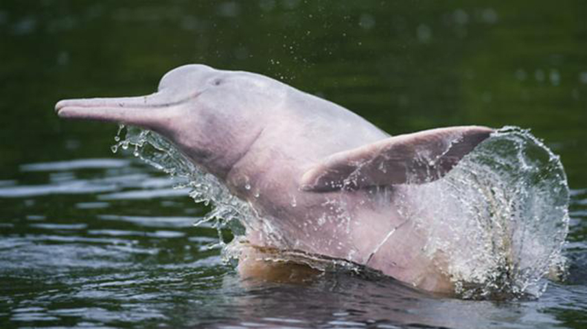 Boto Cor-de-Rosa - O maior golfinho de água doce vive na Amazônia e faz parte, inclusive, da cultura popular: o folclore de que se transforma em homem que atrai as mulheres. Tem sido vítima de pesca predatória.  - Arquivo SIbBr