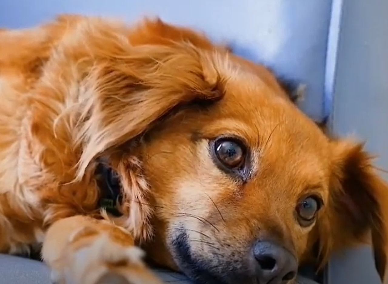 Provavelmente você já viu um cachorro fugir ou se esconder quando ouve um barulho de trovão. Isso porque os sons da chuva incomodam demais a audição deles. 