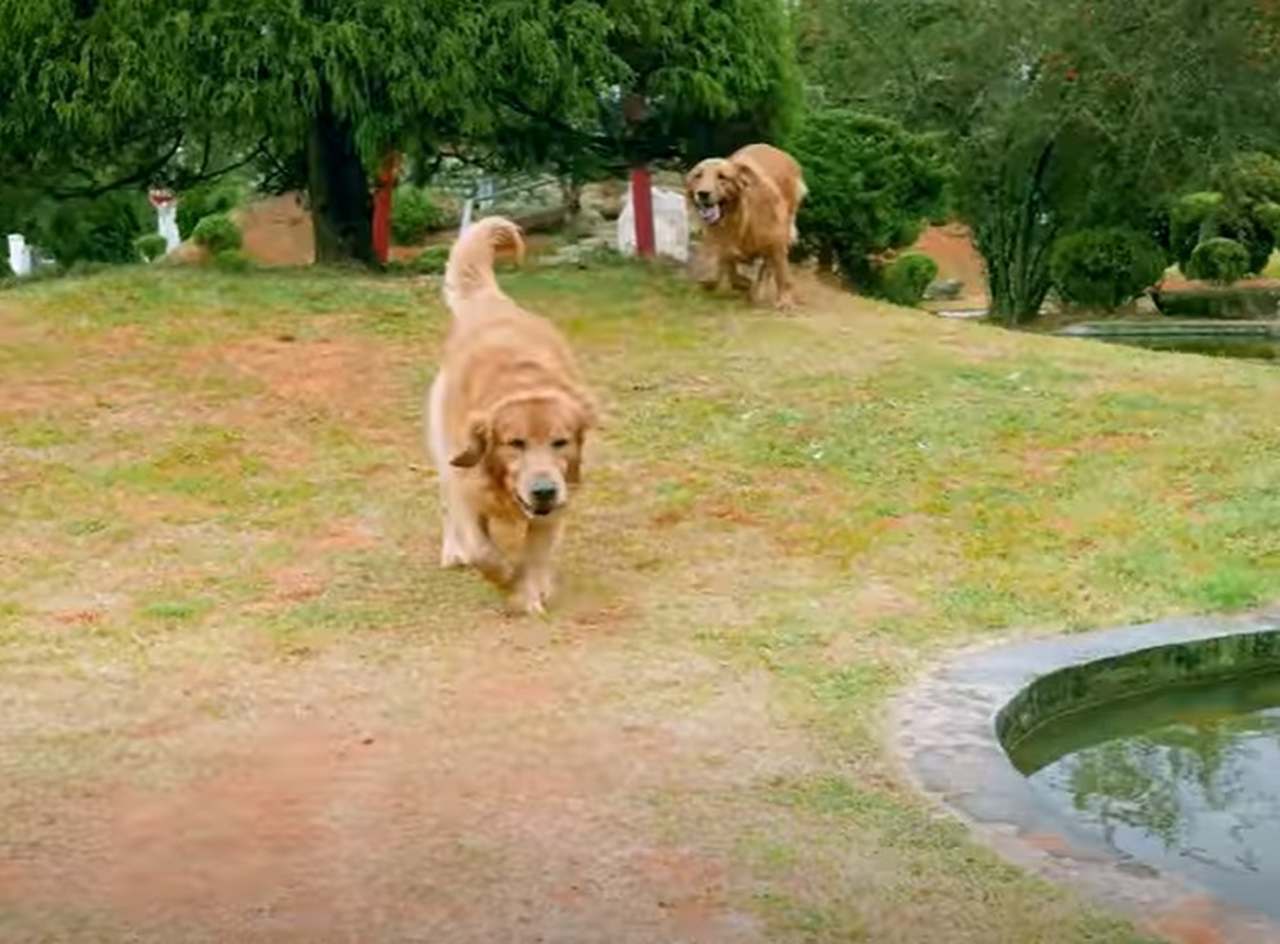 Como muitos cachorros ficam em casa, eles acabam tendo uma rotina mais tranquila e calma. Mas quando estão em lugares amplos e sem coleira, podem chegar a incríveis 30 quilômetros por hora, principalmente se estiverem se sentindo ameaçados. 