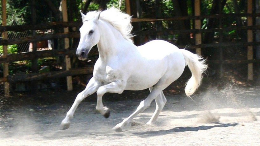 incríveis raças de cavalo 