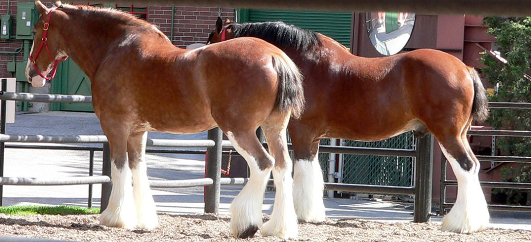 incríveis raças de cavalo 