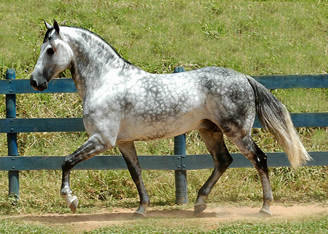 incríveis raças de cavalo 