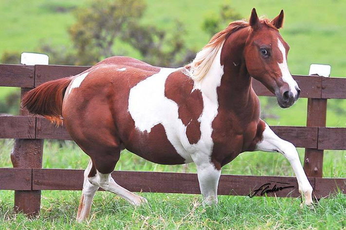 incríveis raças de cavalo 