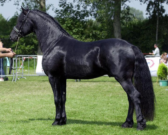 incríveis raças de cavalo 