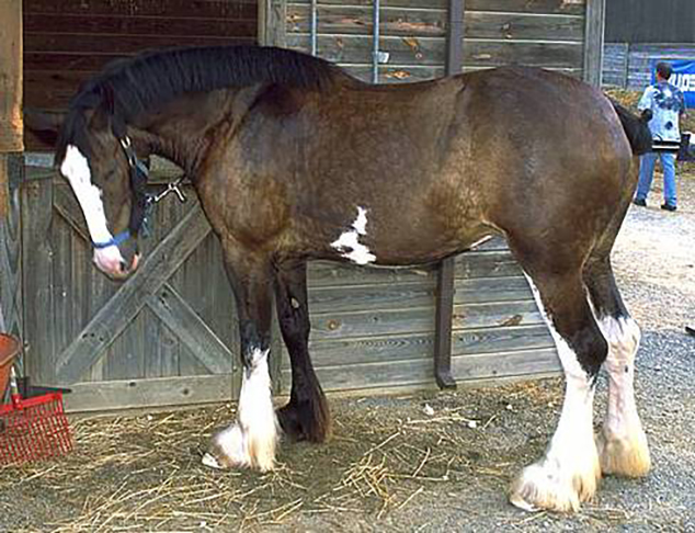 Muito usado como cavalo de tração, também é indicado para equitação terapêutica. Mede, em média, 1.60m de altura. Sua pelagem varia de cor, mas geralmente em tons escuros. Tem temperamento equilibrado. Popular na Austrália, Nova Zelândia, EUA e Canadá. 