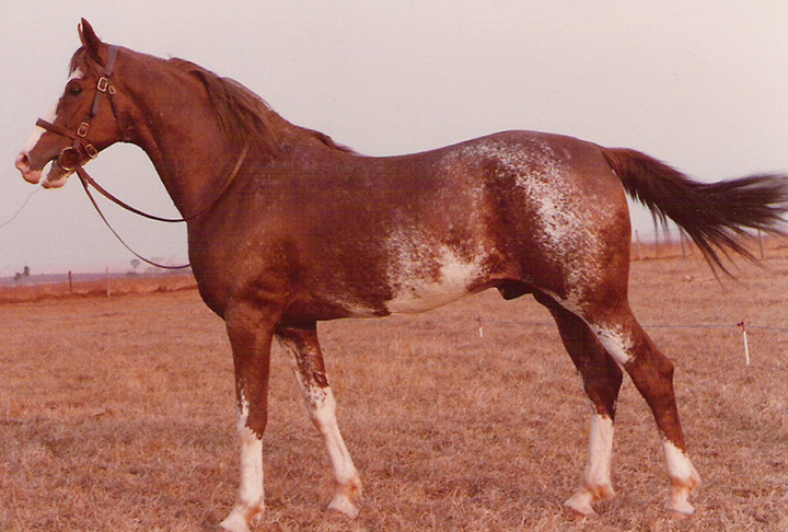 Tem porte médio, é ágil, vigoroso e tem pele lisa e pelos finos, sedosos. Seu temperamento é dócil, bom para cavalgadas. 
