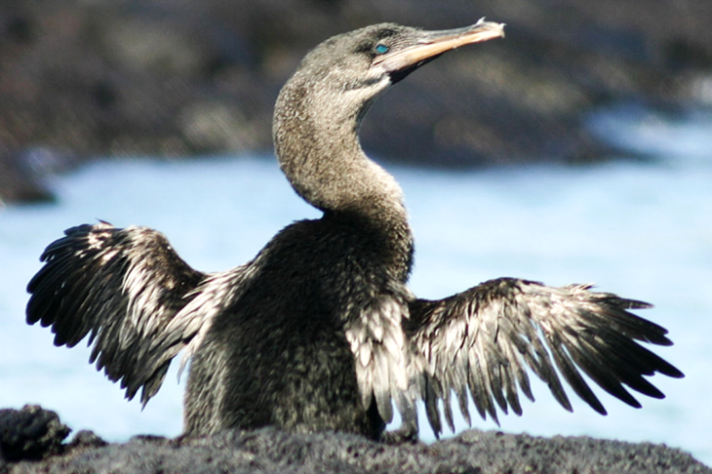 Galápagos 