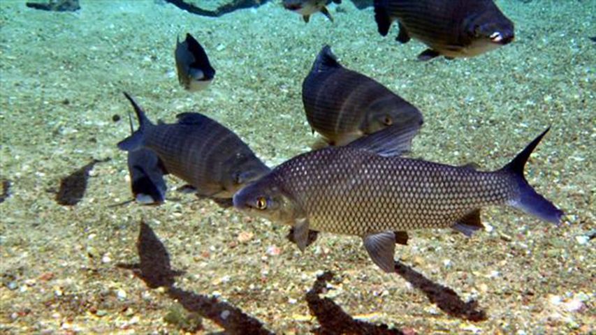 Curimatã - É um dos peixes mais comuns para refeição no Brasil. Mas a pesca de rede faz com que esse animal de água doce corra risco de extinção.   -  Divulgação CRBIO08