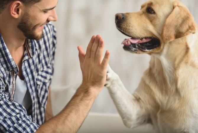 Curiosidades sobre os cachorros