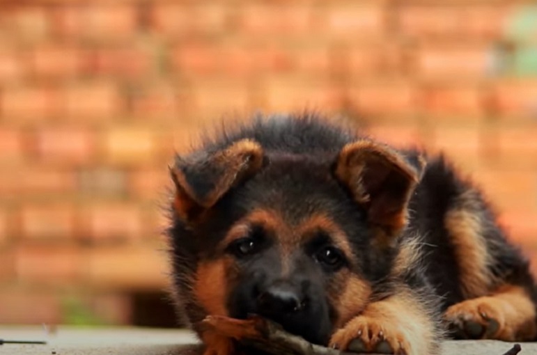 Curiosidade número 9: Os cãezinhos nascem cegos e surdos 