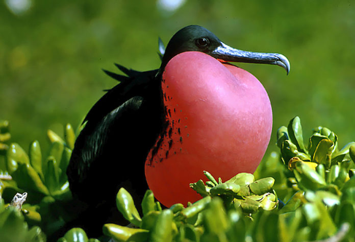 Galápagos 