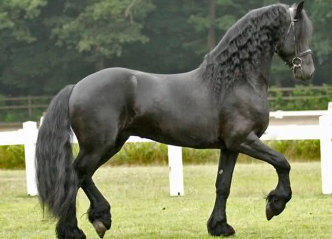 incríveis raças de cavalo 