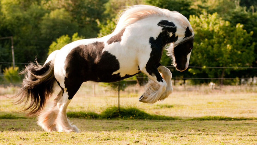 incríveis raças de cavalo 
