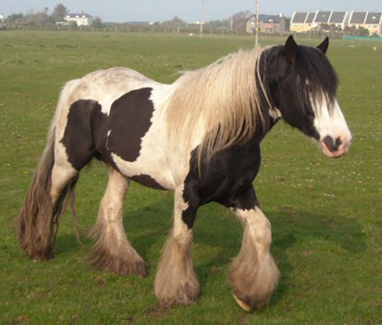 incríveis raças de cavalo 