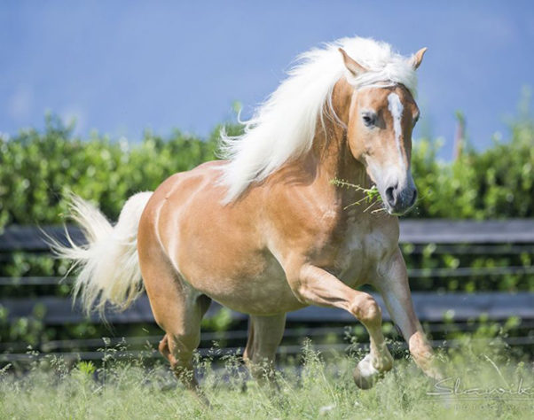 incríveis raças de cavalo 