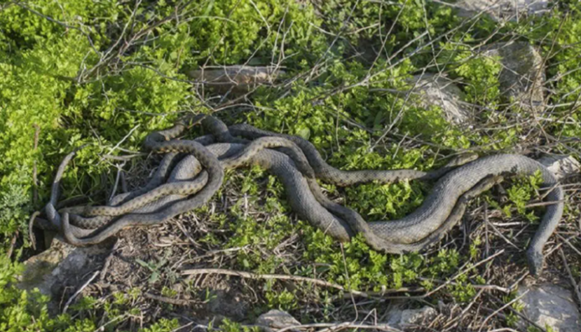 ilha com cobras 